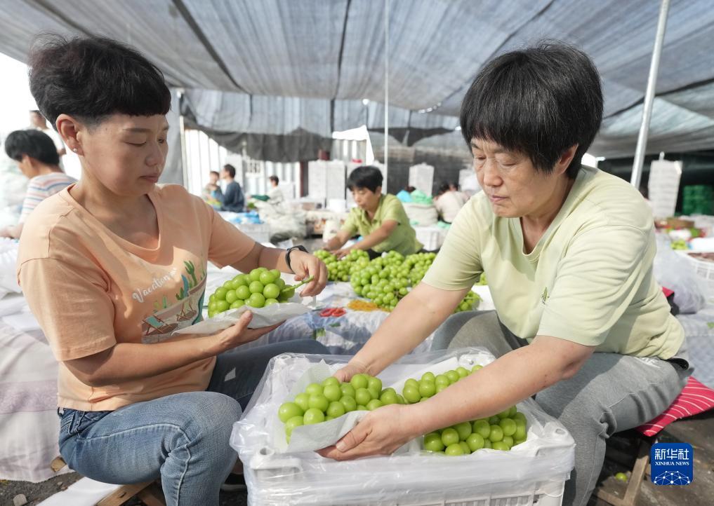 菲律宾鸿利集团